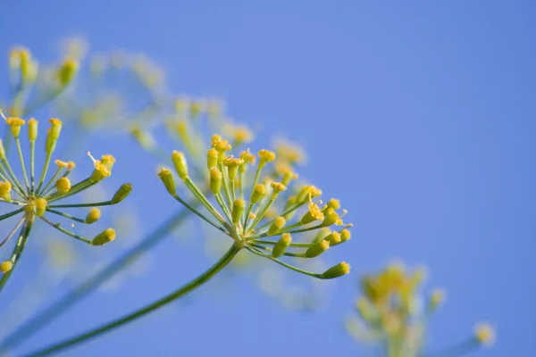 stock image Fresh fragrant fennel 3