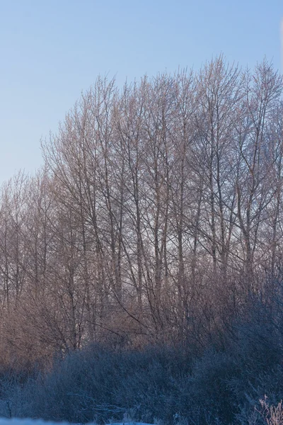 stock image Winter landscape