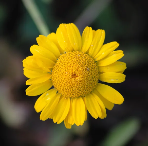 Manzanilla amarilla medicinal — Foto de Stock