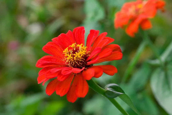 stock image Red flower 2