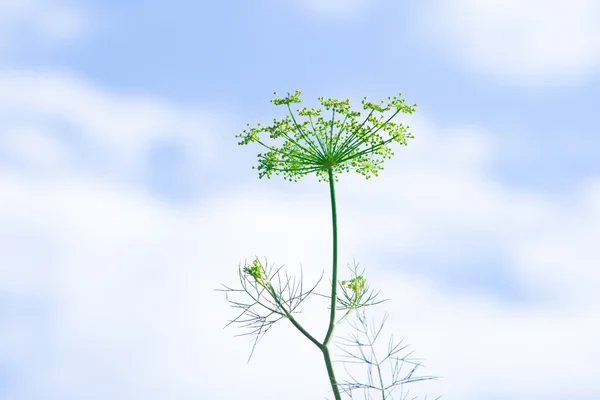 Fresh fragrant fennel 2 — Stock Photo, Image