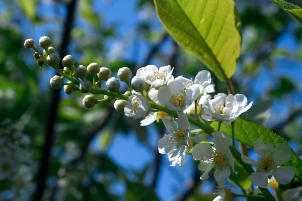 stock image Branch of a blossoming bird cherry