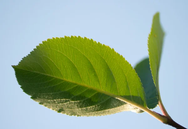 stock image Leaves close up