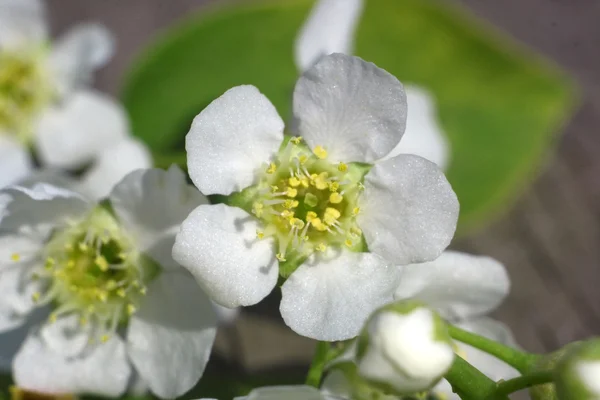 Blossoming bird cherry 2 — Stock Photo, Image