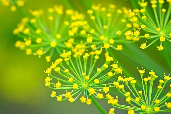 stock image Umbrellas of the dill