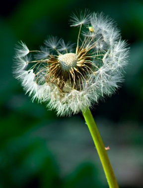 White dandelion clipart