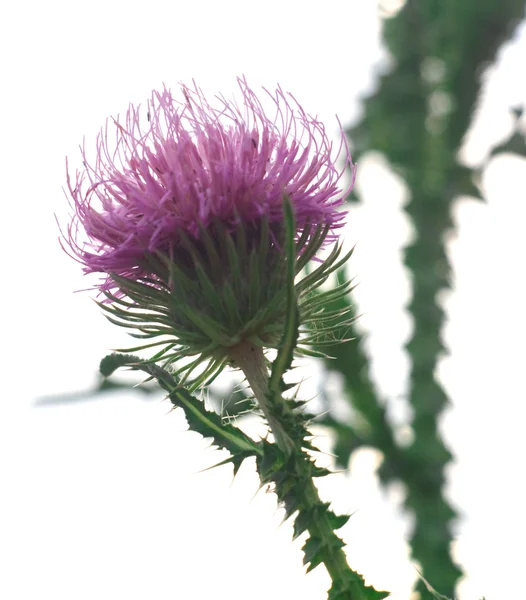 Flower of a thistle