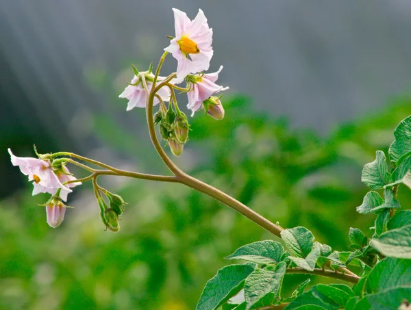 Virágzás burgonya bush 5 — Stock Fotó
