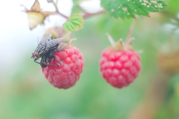 Flies and raspberries — Stock Photo, Image