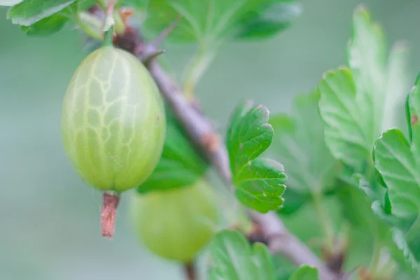 Yeşil bektaşi üzümü — Stok fotoğraf