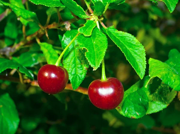 Branch of a ripe cherry — Stock Photo, Image