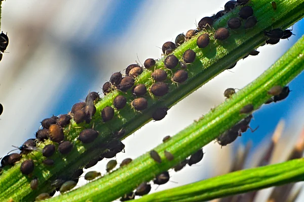 Plant louse — Stock Photo, Image