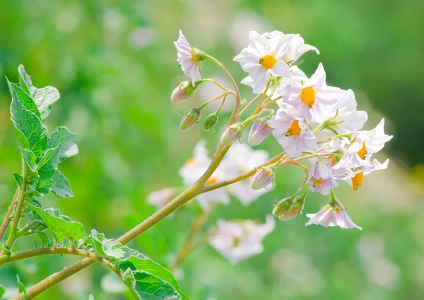 stock image Potato flower