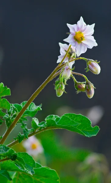 Blommande potatis bush 4 Stockfoto