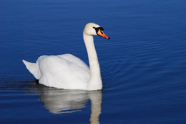 stock image White Swan