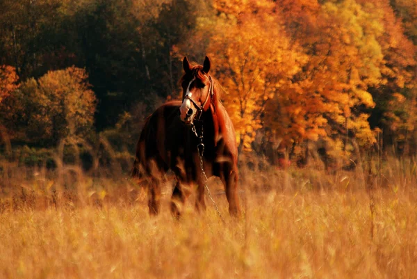 stock image Horse