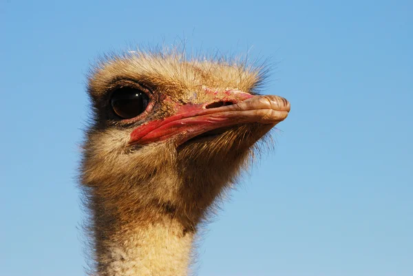 stock image Ostrich sight