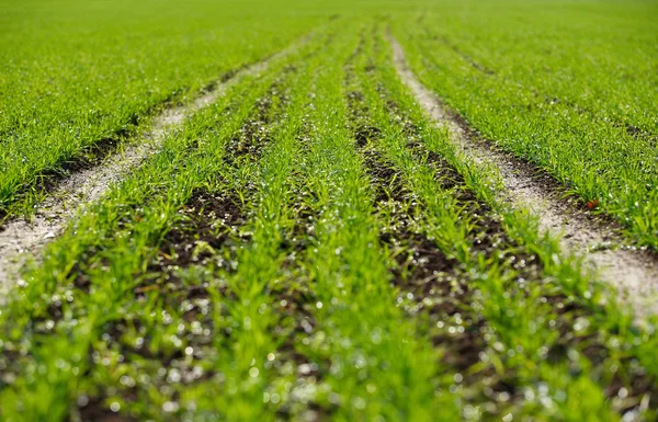 stock image Sowed field