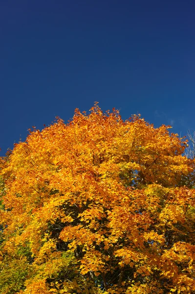 stock image Bright paints of autumn