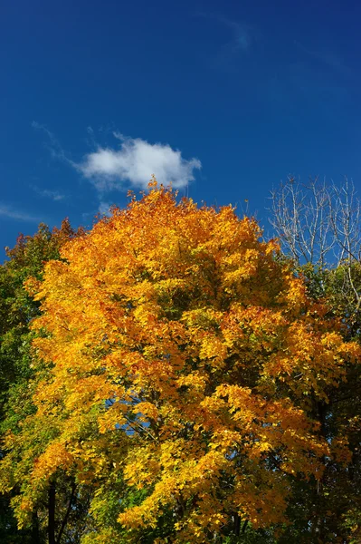 stock image Bright paints of autumn