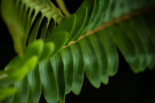 stock image Plant