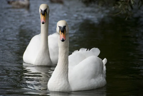 Dublin Swans, 2009 — Stock Photo, Image