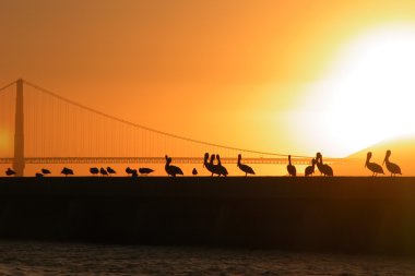 Altın kapı köprüsü