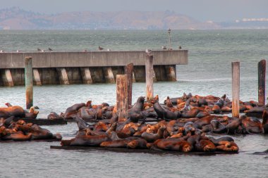 Seals in San Francisco Port, August 2003 clipart