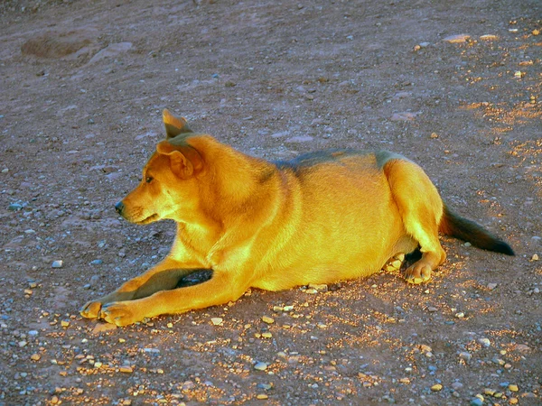 Σκύλος, απολαμβάνοντας το ηλιοβασίλεμα στην κοιλάδα μνημείο, — Φωτογραφία Αρχείου