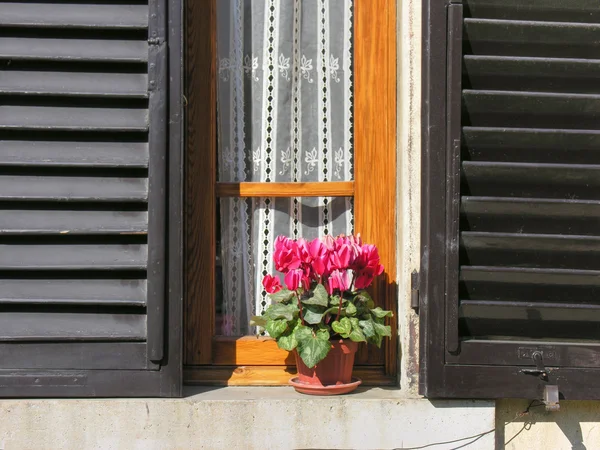 在窗口、 锡耶纳、 托斯卡纳、 鲜花我 — 图库照片