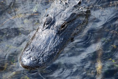 rahat timsah, everglades florida,