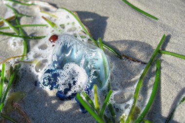 key west, florida, Ocak ayında denizanası