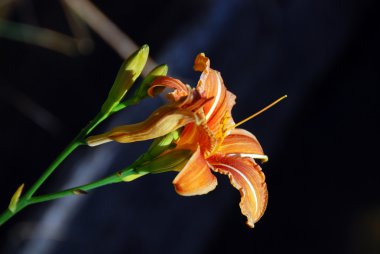 Flower in Val Visdende, Italy, August 20 clipart