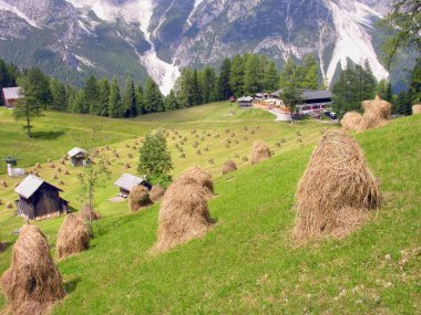 Samanlık, dolomites, İtalya, Temmuz 2009