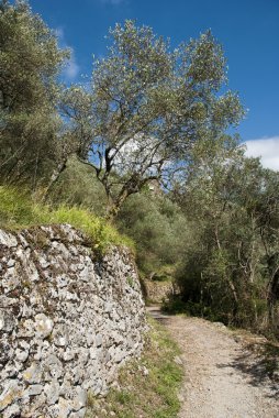 mulattiera, casoli, Toskana, İtalya, Temmuz