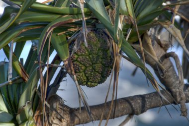 Strange Fruit, Byron Bay, Australia, 200 clipart