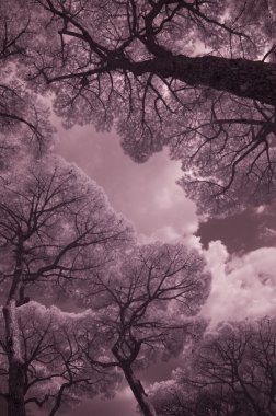 Infrared Trees, Torre Mozza, Italy, Sept clipart