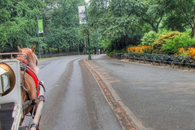 new York'taki central Park'ta Koç