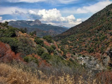 sequoia national Park sayısı