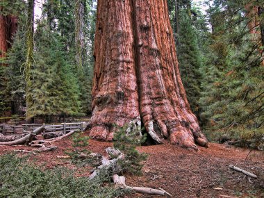 sequoia national Park sayısı