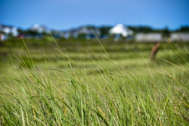 Martha'nın üzüm Amerikan bayrağı