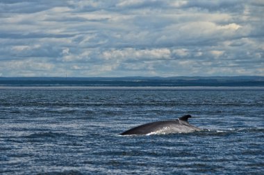 Whale Search, Tadoussac, Canada clipart