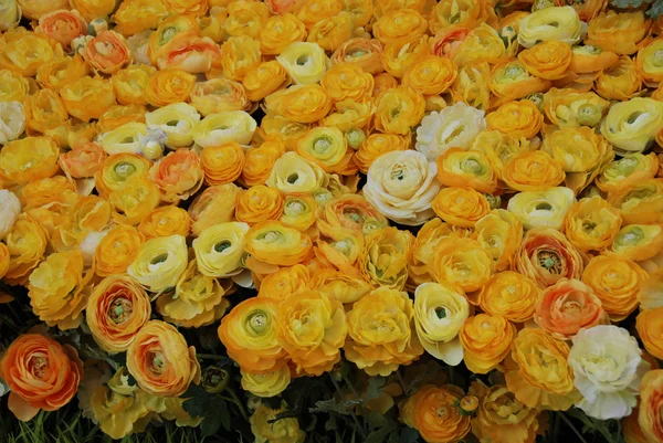 Flowers in a Market, Miami, Florida, Jan — Stock Photo, Image
