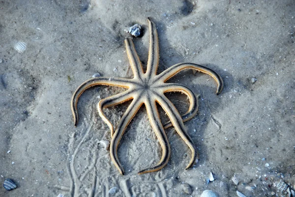 Starfish trapped on the sand, Florida, J — Stock Photo, Image