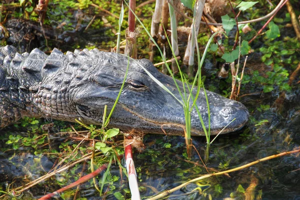 Relaxed Crocodile, Everglades, Florida, — Stock Photo, Image
