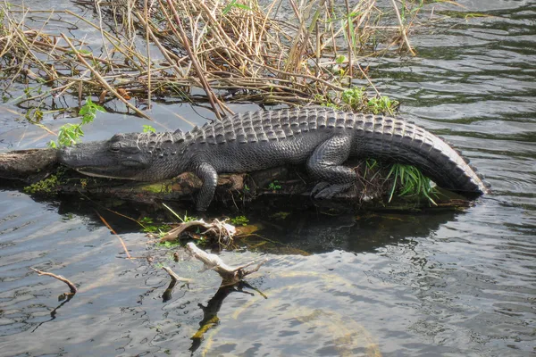 stock image Relaxed Crocodile, Everglades, Florida,