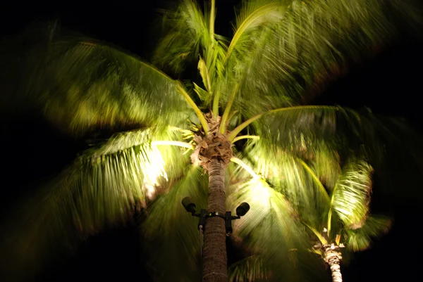 Palm ve větru, islamorada, florida — Stock fotografie