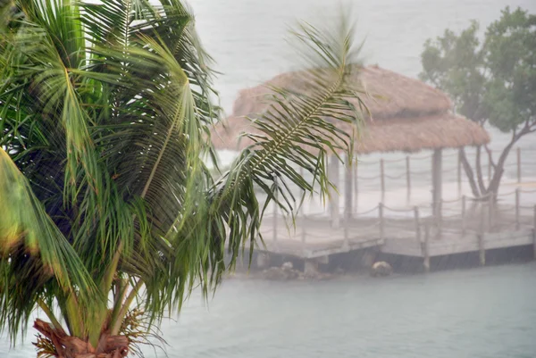 Palmy w burzy, islamorada, florida, — Zdjęcie stockowe