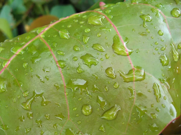 Leaf Drops, Florida, January 2007 — Stock Photo, Image