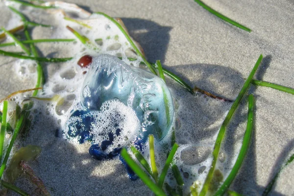 Jellyfish in Key West, Florida, January — Stock Photo, Image